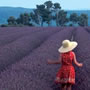 Proven�a (Toulon)