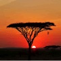 Hot�is Parque Nacional Serengeti 