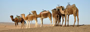 Viagens e F�rias em Marrocos