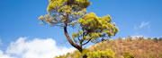 Tenerife e Lanzarote