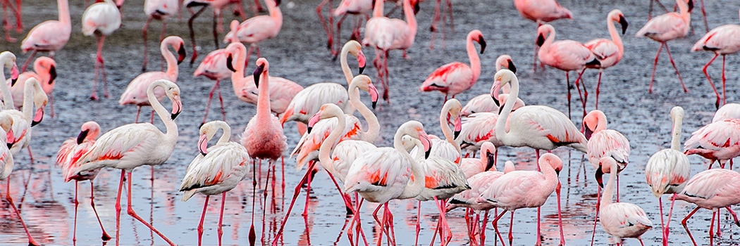 Walvis Bay