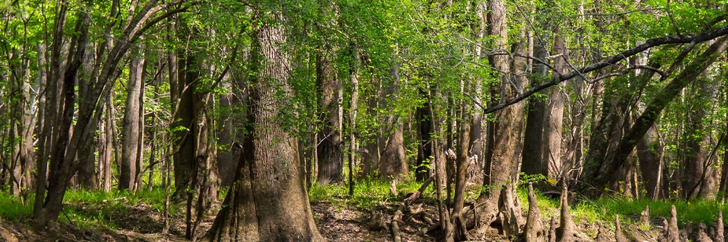 Congaree National Park - Sc