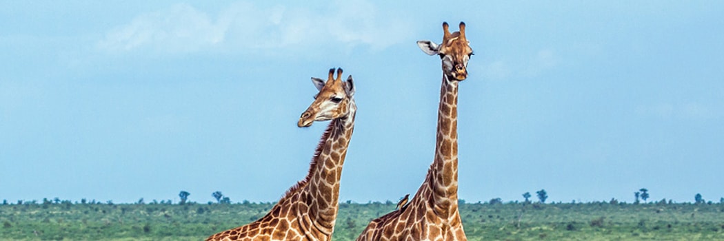 Kruger Park