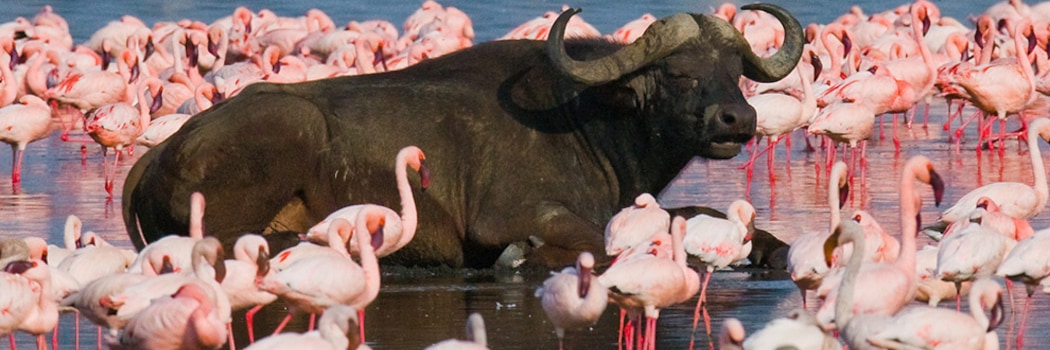 Lake Nakuru National Park