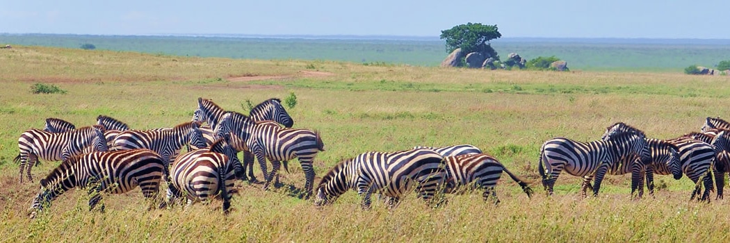 Parque Nacional de Amboseli
