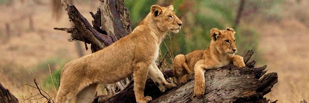 Parque Nacional do Serengeti
