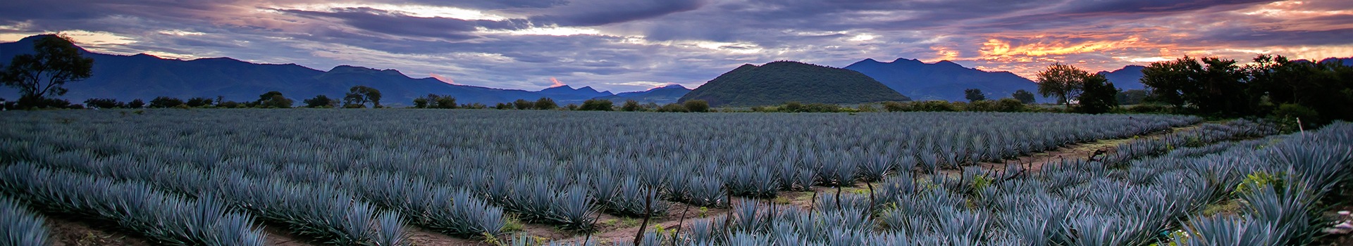 Circuitos Tequila
