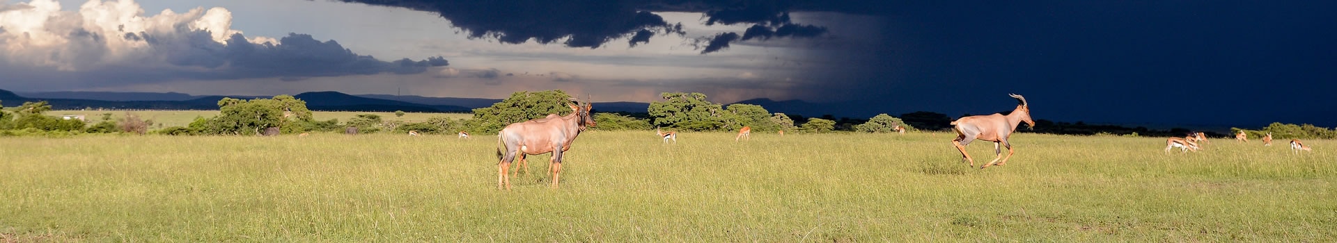 Dia da Imaculada Conceição em **Parque Nacional de Aberdare**