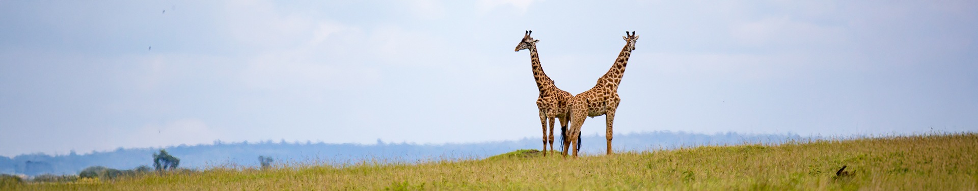 Nairóbi, Samburu, Aberdare, Lago Nakuru e Masai Mara com Zanzibar