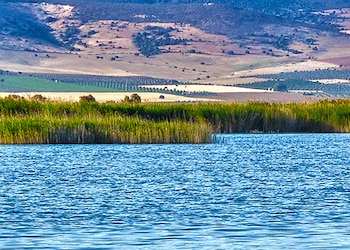 Daimiel