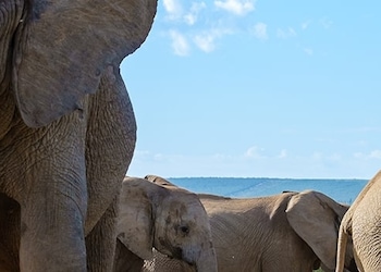Addo Elephant National Park