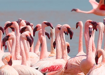 Lake Naivasha National Park