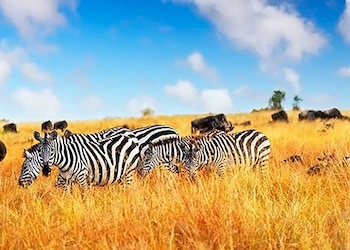 Masai Mara Game Reserve