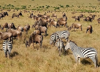 Nairobi