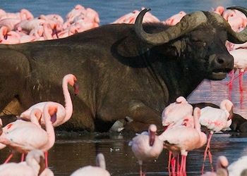 Lake Nakuru National Park