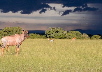 Parque Nacional de Aberdare