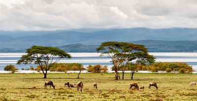 Masai Mara, Naivasha e Amboseli com Maurícias Masai Mara, Naivasha e Amboseli com Maurícias