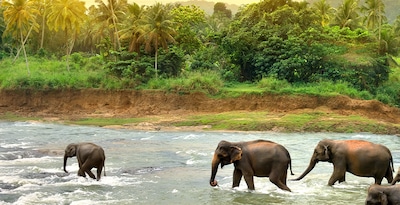 Colombo, Sigiriya, Kandy, Nuwara Eliya e Yala Colombo, Sigiriya, Kandy, Nuwara Eliya e Yala
