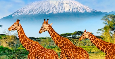 Arusha, Kilimanjaro, Tarangire, Serengeti, Ngorongoro e Lago Eyasi com Zanzibar Arusha, Kilimanjaro, Tarangire, Serengeti, Ngorongoro e Lago Eyasi com Zanzibar