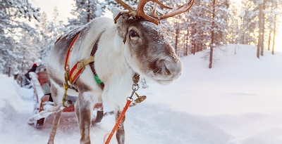 Lapónia Boreal com o Pai Natal Lapónia Boreal com o Pai Natal