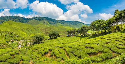 Rota de Cameron Highlands a Malaca Rota de Cameron Highlands a Malaca