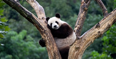De Pequim a Xangai com Ursos Panda e Chongqing De Pequim a Xangai com Ursos Panda e Chongqing