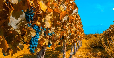 Mendoza
