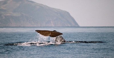 Fuja para a Ilha de San Miguel para observar baleias