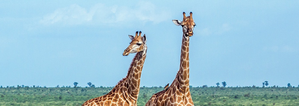Kruger Park