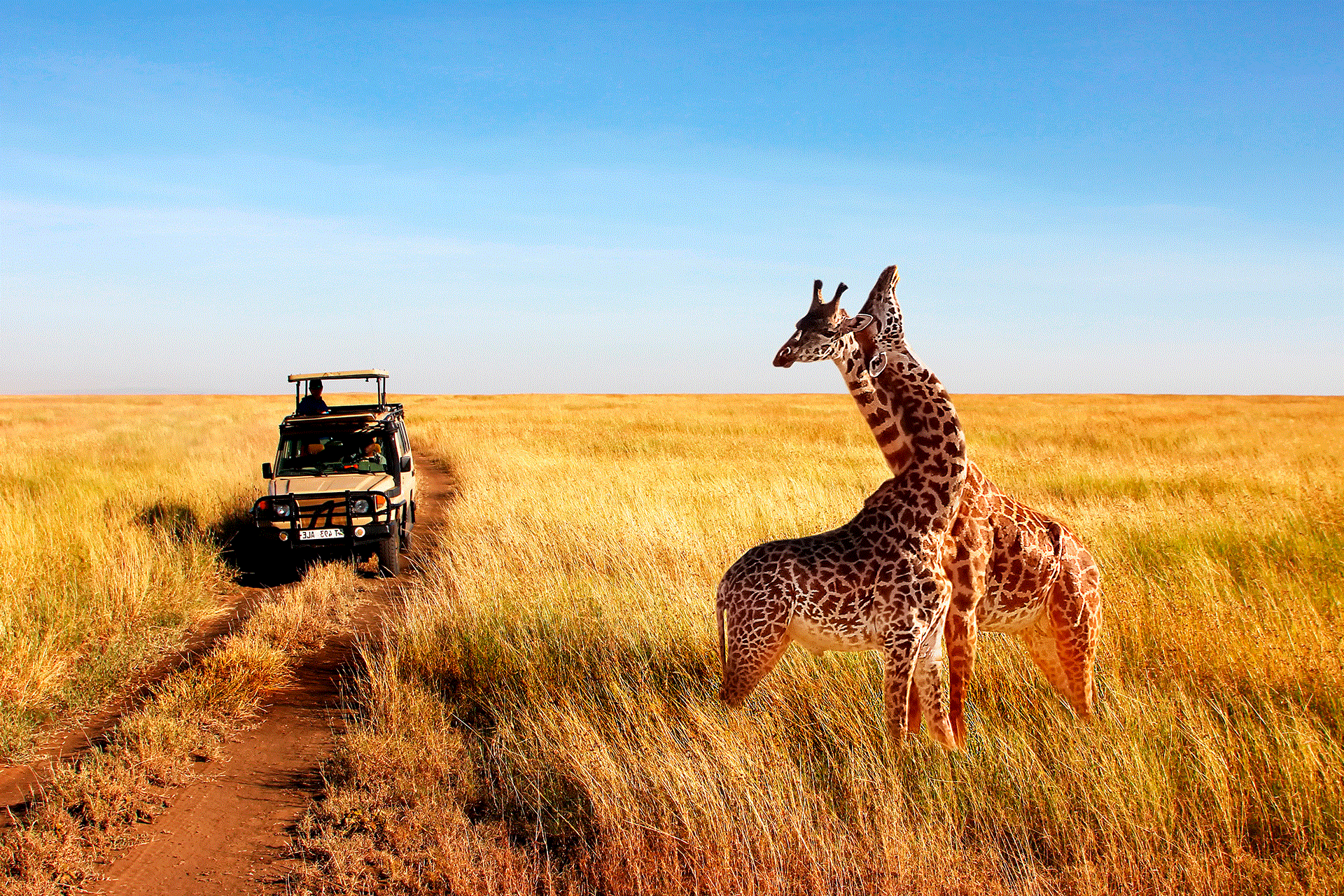 discovery safari tours
