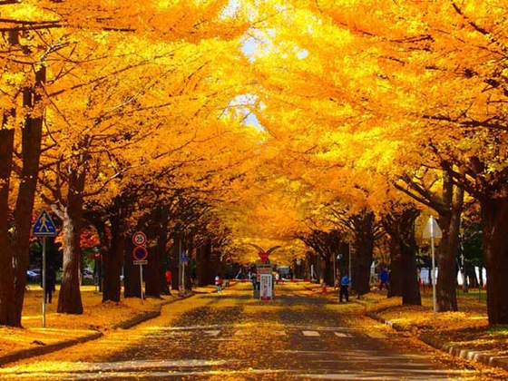 Gallery - Toyoko Inn Hokkaido Sapporo Station Nishi Hokudai Mae