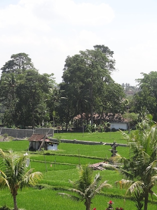 Gallery - Hibiscus Cottages