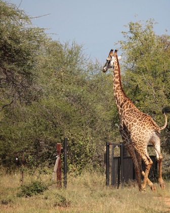 Gallery - Tshukudu Game Lodge