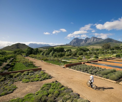 Gallery - Babylonstoren