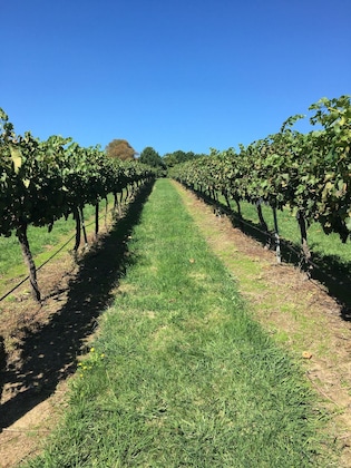 Gallery - Turners Vineyard