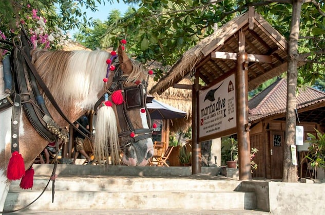 Gallery - Manta Dive Resort Gili Air