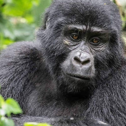 Gallery - Gorilla Safari Lodge