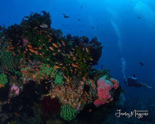 Gallery - Arkipelago Divers And Beach Resort