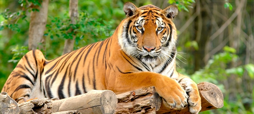 Bioparc Valencia