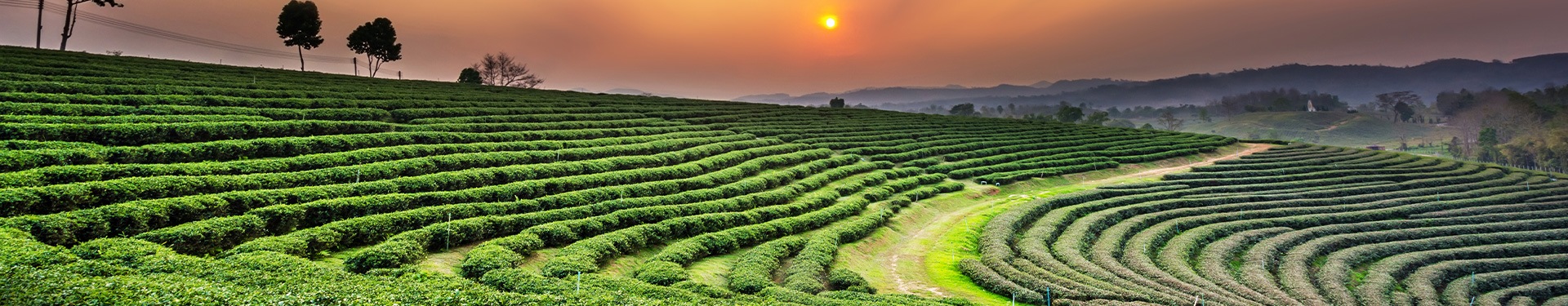 Banguecoque, Chiang Rai, Chiang Mai e Maldivas