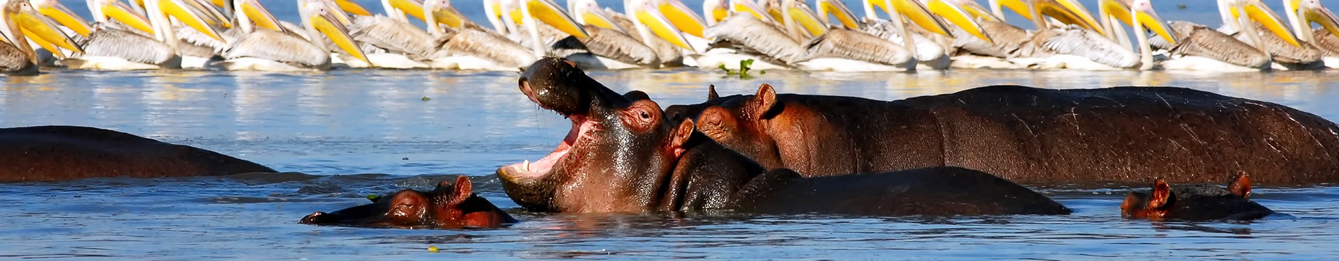 Aberdare, Nakuru, Masai Mara e Naivasha