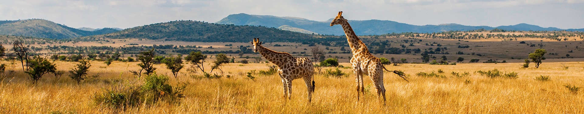 Joanesburgo, Kruger, Pilanesberg e Cidade do Cabo
