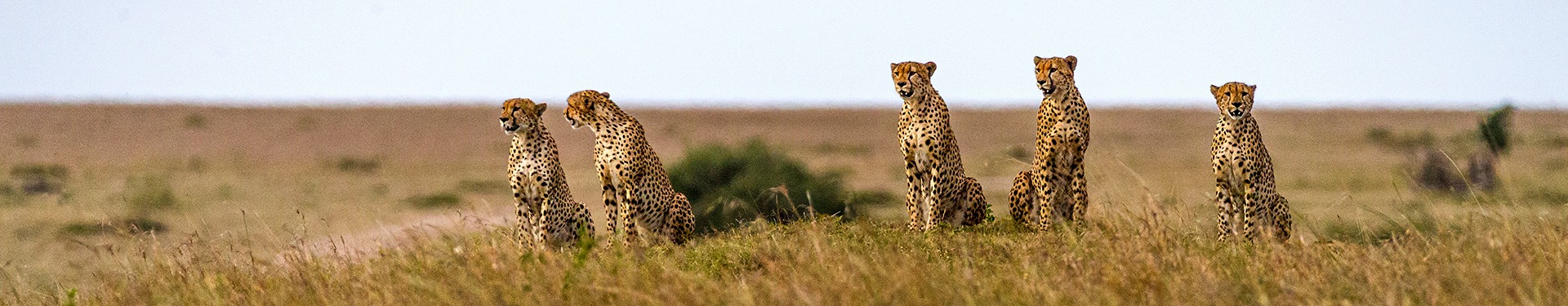 Nairobi, Samburu, Aberdare, Lago Nakuru e Masai Mara
