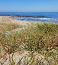 Praia Arda