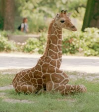 Frankfurt Zoo