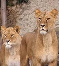 Artis Zoo 