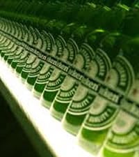Heineken Experience