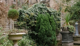 Nira Caledonia