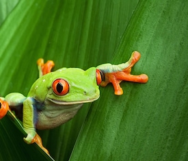 Os cruzeiros mais desejados que visitam Puntarenas, Costa Rica