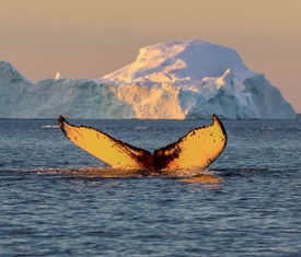 Os cruzeiros mais desejados que visitam Ilulissat (Groenlandia)